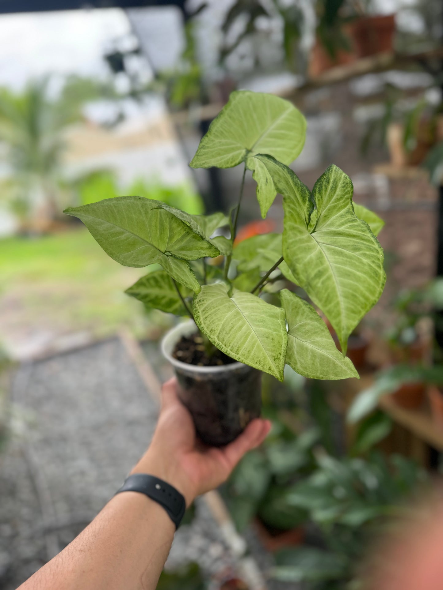 Syngonium podophyllum ‘White Butterfly’, 5”