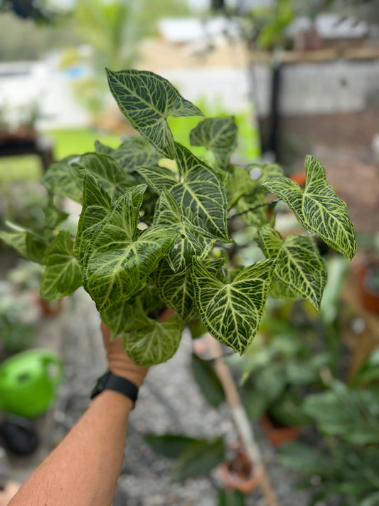 Syngonium podophyllum ‘Batik’