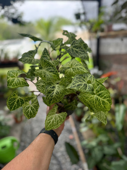 Syngonium podophyllum ‘Batik’