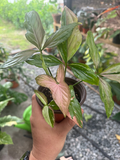 Syngonium podophyllum ‘Red Spot Tricolor’