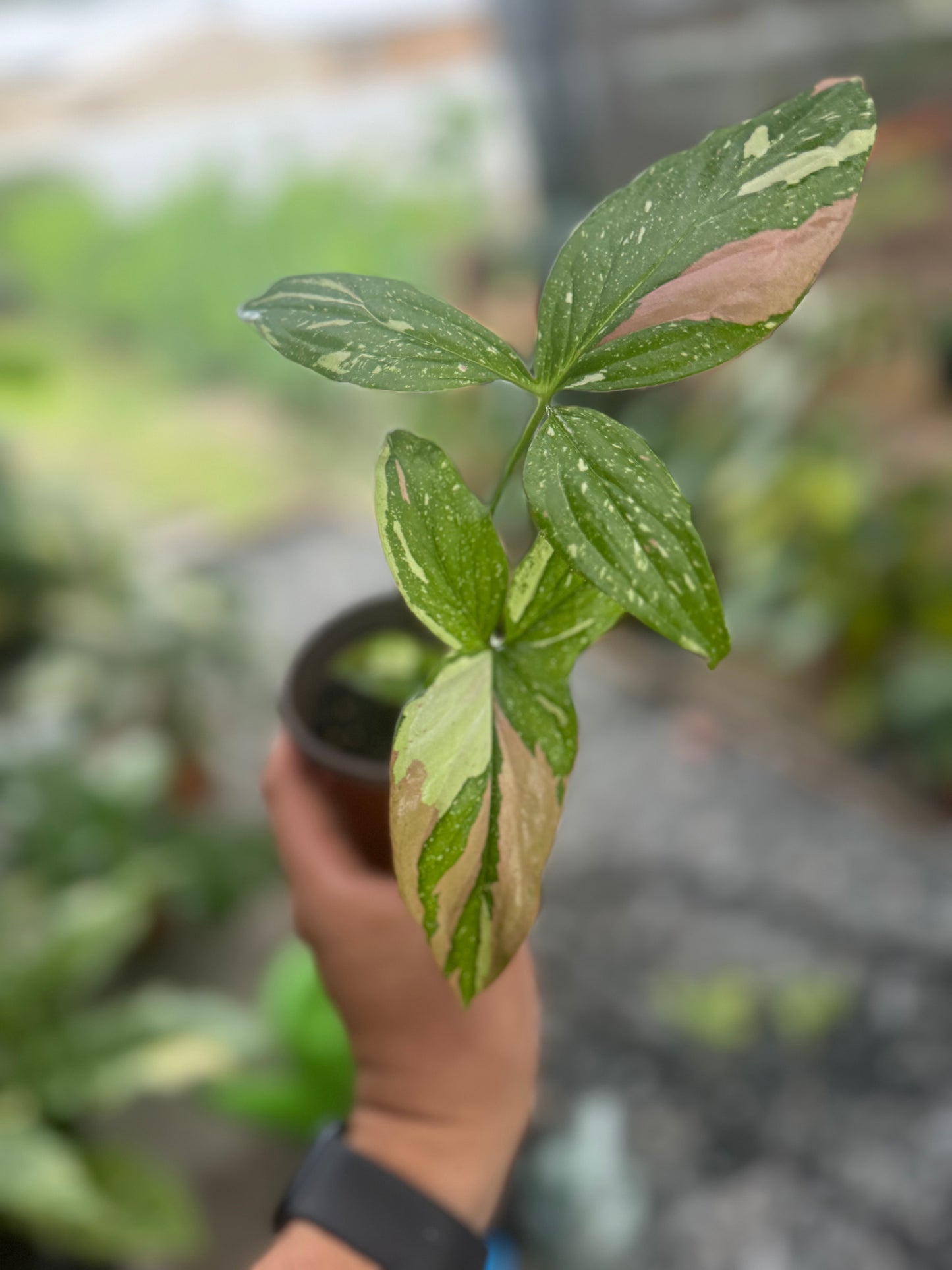 Syngonium podophyllum ‘Red Spot Tricolor’