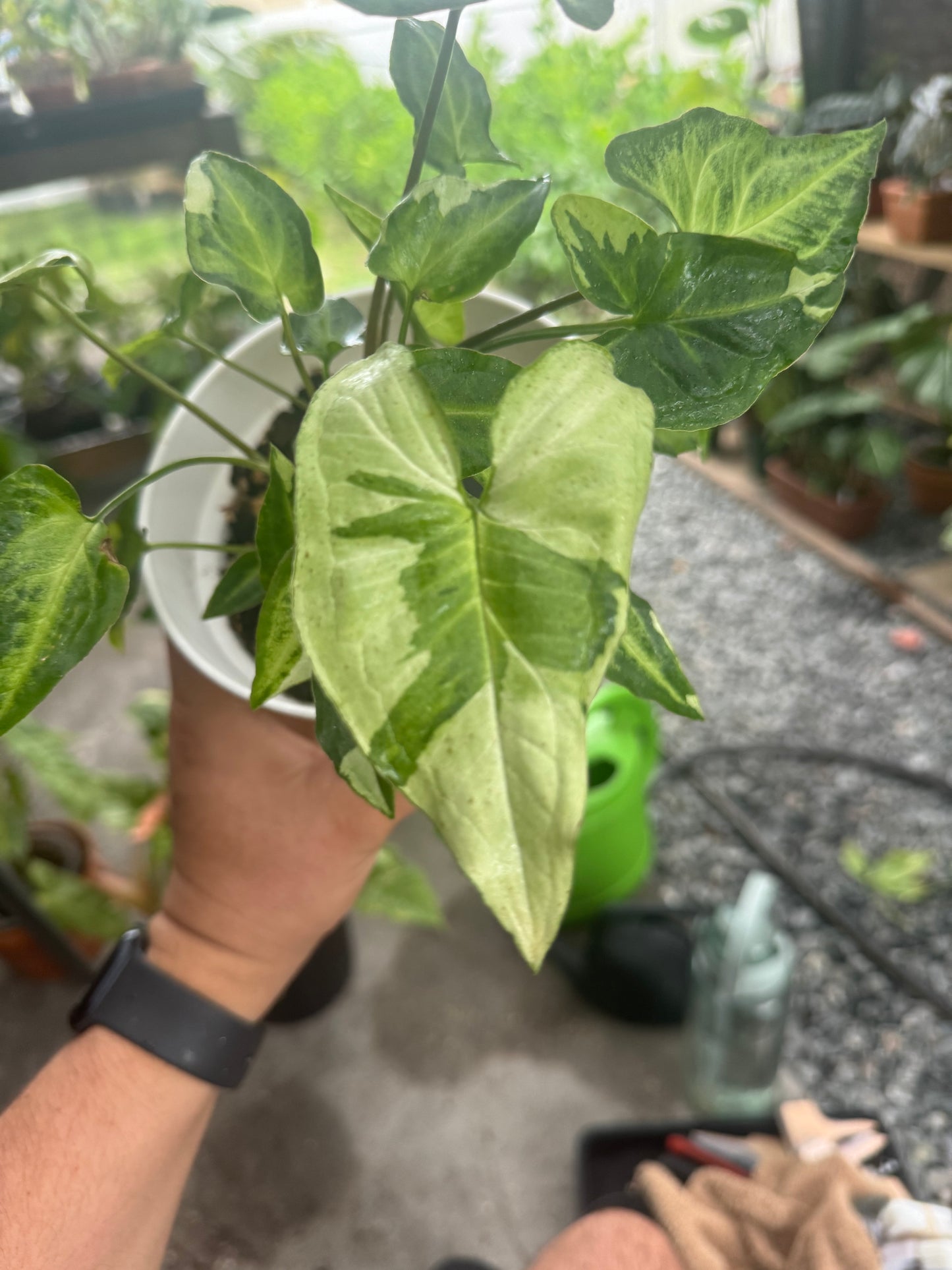 Syngonium podophyllum ‘Three Kings’, 6”