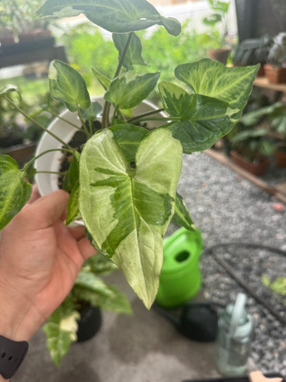 Syngonium podophyllum ‘Three Kings’, 6”