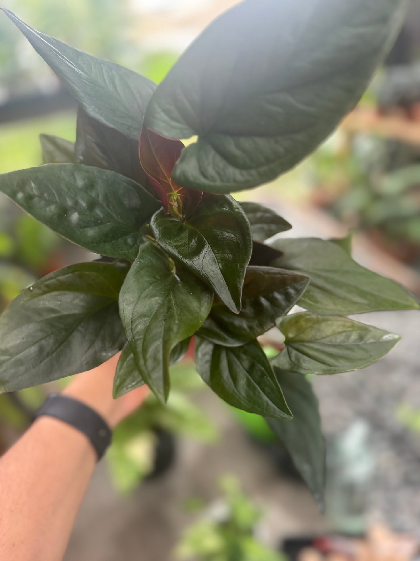 Syngonium erythrophyllum ‘Red Arrow’, 4”