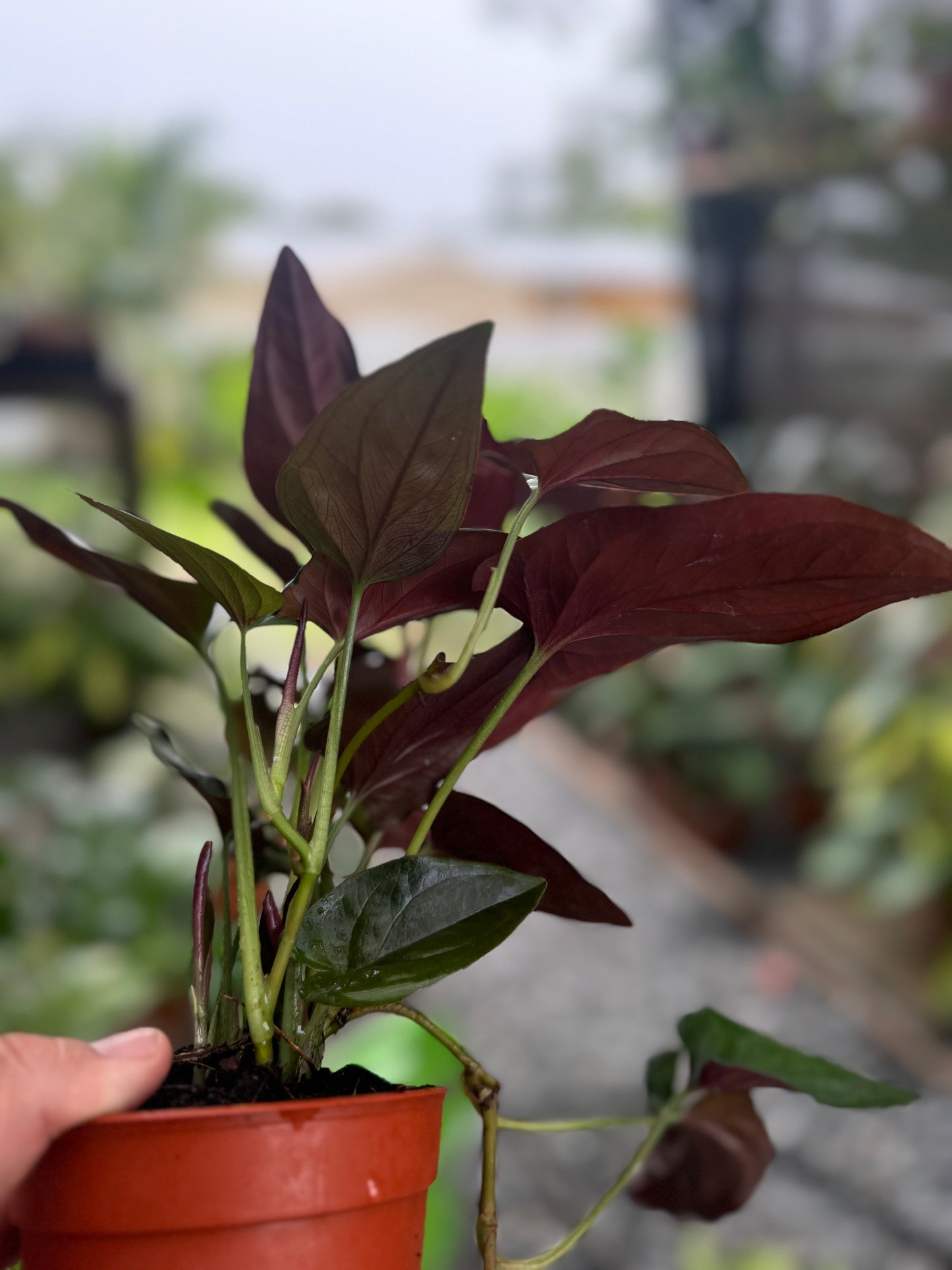 Syngonium erythrophyllum ‘Red Arrow’, 4”