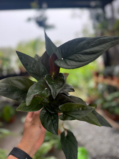 Syngonium erythrophyllum ‘Red Arrow’, 4”