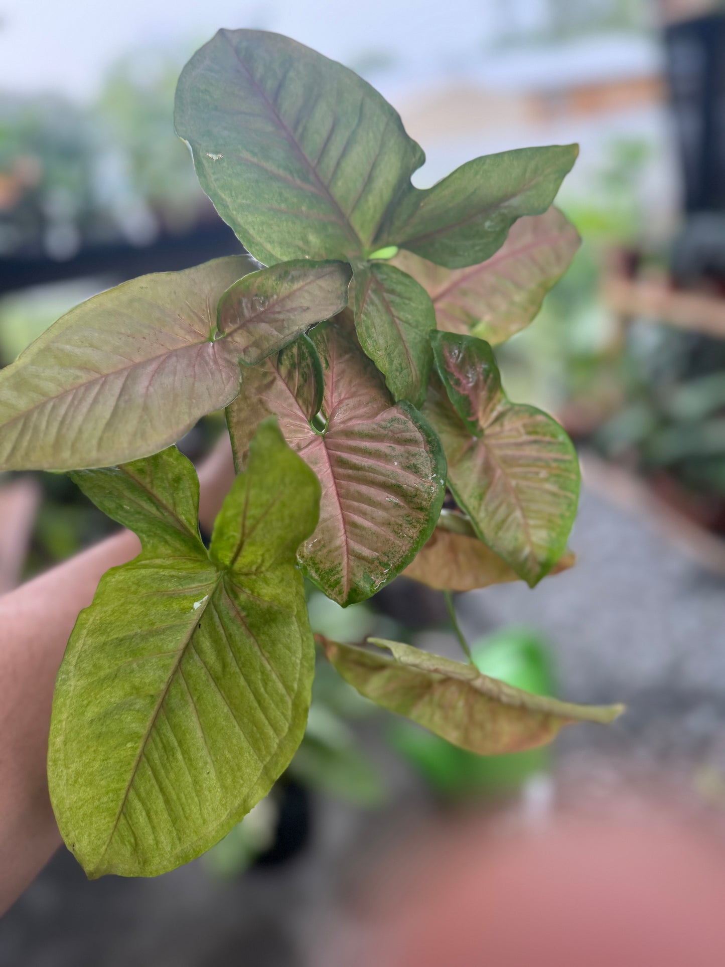 Syngonium podophyllum ‘Pink Splash’, 5”