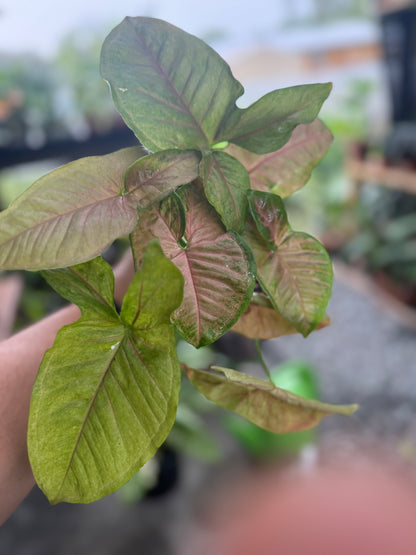 Syngonium podophyllum ‘Pink Splash’, 5”