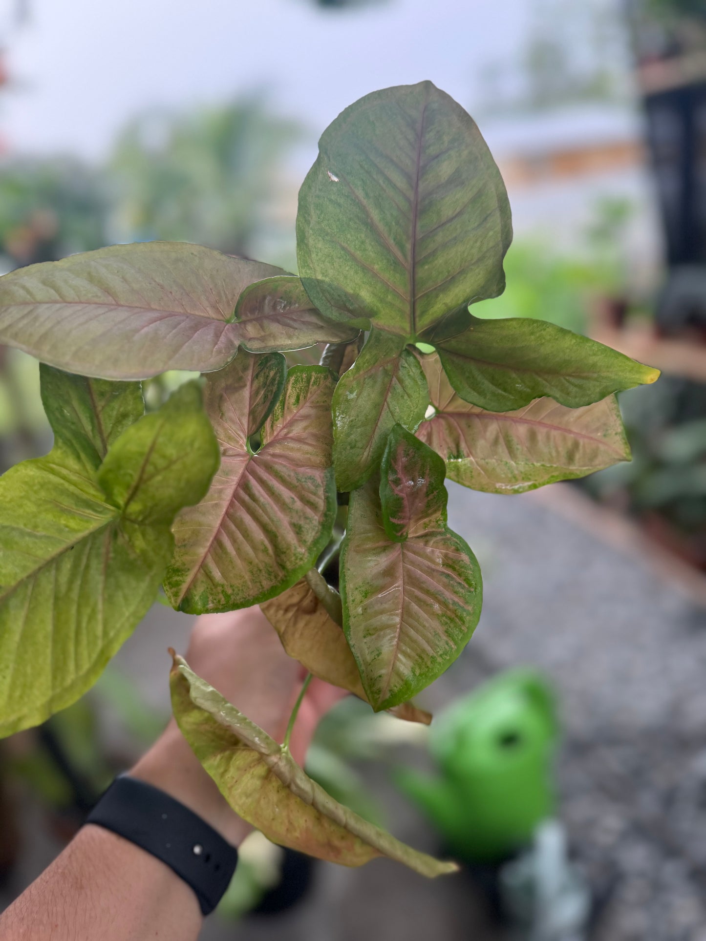 Syngonium podophyllum ‘Pink Splash’, 5”