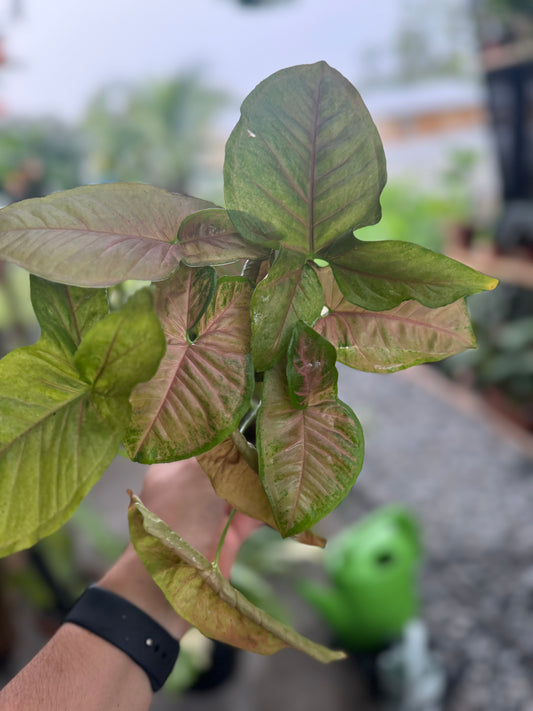 Syngonium podophyllum ‘Pink Splash’, 5”