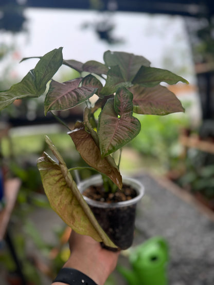 Syngonium podophyllum ‘Pink Splash’, 5”