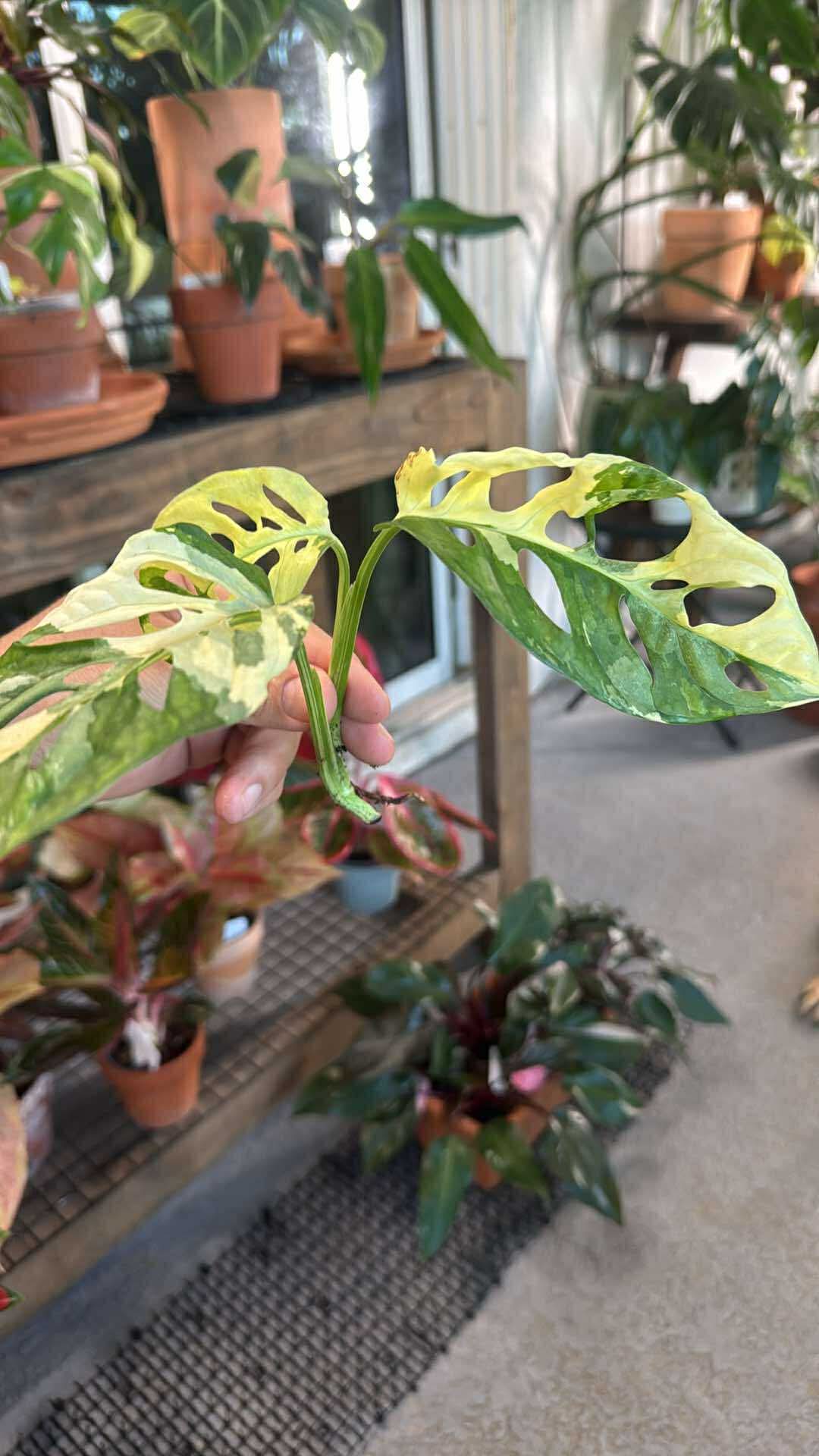 Adansonii albo Variegated