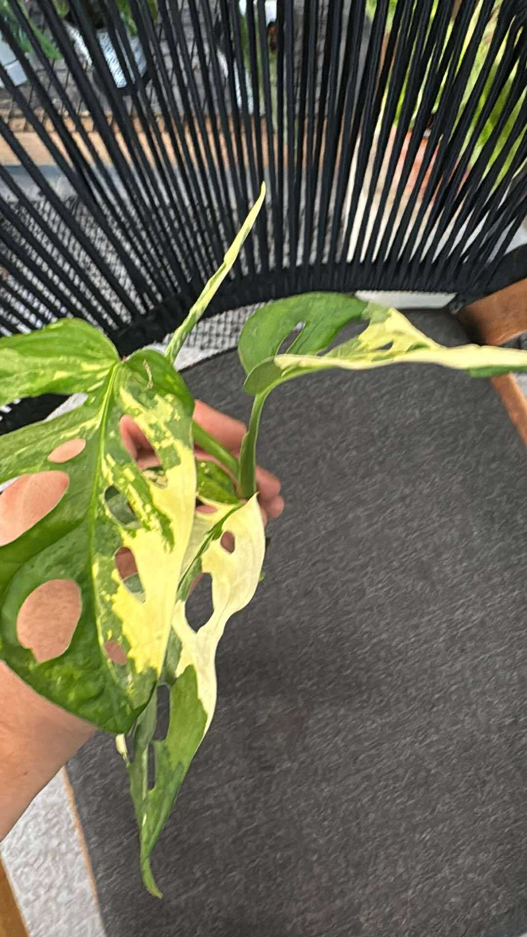 Adansonii albo Variegated