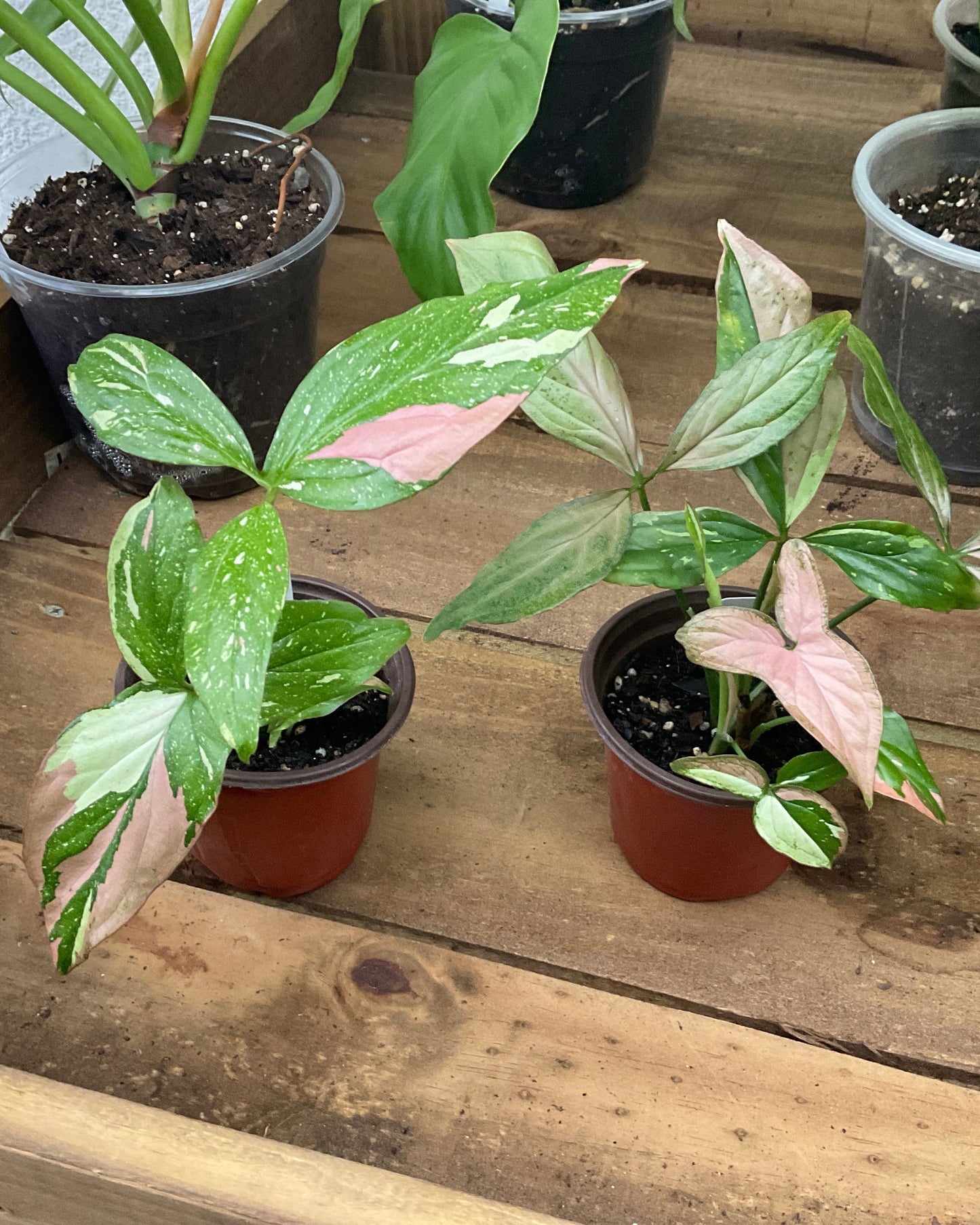 Syngonium podophyllum ‘Red Spot Tricolor’